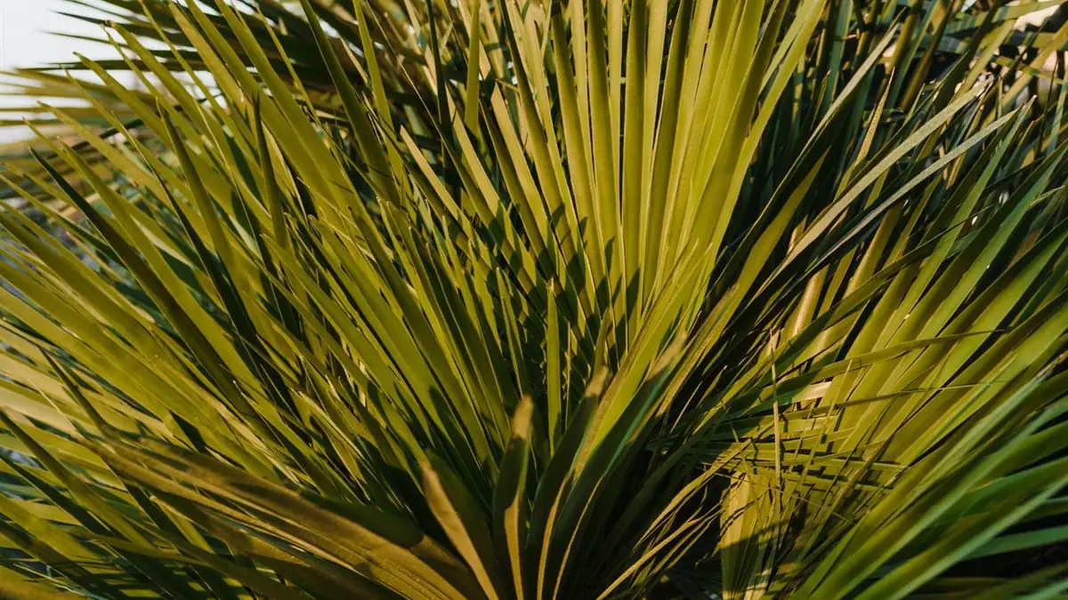 Close-up of green saw palmetto fan palm fronds in natural sunlight